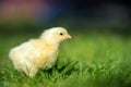 Little chicken on the grass Royalty Free Stock Photo