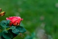 Close of beautiful pink rose on green blurry background with copy space in right. fresh concept