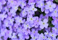 Beautiful purple rock flowers blooming Royalty Free Stock Photo