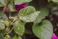 Close Beautiful roses Leaf Water rain Drops Summer Day green Background Royalty Free Stock Photo