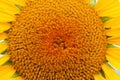 Close beautiful sunflower with a bright yellow Royalty Free Stock Photo