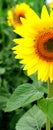 Close beautiful sunflower with a bright yellow Royalty Free Stock Photo