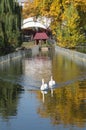 Close beautiful swan swimming in the lake