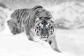 Close beautiful wild siberian tiger on snow