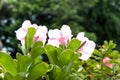 Close behind azalea flowers.