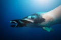 Close big huge manta ray swim deep underwater