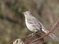 Close bird on metal