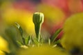 Close-blooming of flower for beautiful background