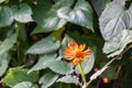 A close of a blooming Mexican Flame Vine on a slightly blurred background Royalty Free Stock Photo