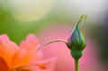 Close-blooming roses.