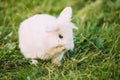 Close Blue Eyes Lop-Eared Dwarf Snow-White Mixed Breed Rabbit Bunny