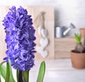 blue hyacinth blooming indoor in front of flower pot and little watering can Royalty Free Stock Photo