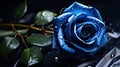 close blue rose background