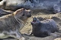 Close bond of elephant seal mother and pup