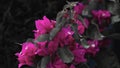 Close Bougainvillea wallpaper flower