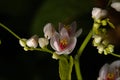 close bright picture of white jasmine in a garden