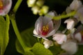 close bright picture of white jasmine in a garden