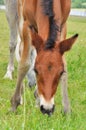 Head of a brown foal grazing grass Royalty Free Stock Photo