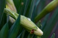 Close bud of narcissus flower on green background in springtime macro photography. Royalty Free Stock Photo