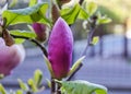 Close Bud of pink magnolia in the botanical garden Royalty Free Stock Photo