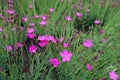 Close buds and magenta-colored flowers of Dianthus deltoides in May