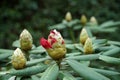 Buds of rhododendron flowers