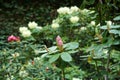 Buds of rhododendron flowers in a garden