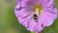 bumblebee on pink flower on green background Royalty Free Stock Photo