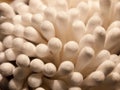 Close of bunch of cotton wool bud q tips top