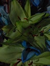 A close bunch of green and blue lilies