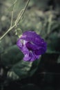 Close Butterfly Pea Flower On dark background