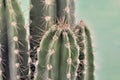 Close on spicy cactus Royalty Free Stock Photo