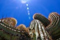 Cactus with thorns in the sun on a clear sky