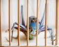 Close of a Caged Cricket Royalty Free Stock Photo