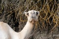 Close camel head