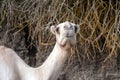 Close camel head