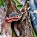 Close caption of Common whitefishes placed in a market somewhere in Asia Royalty Free Stock Photo