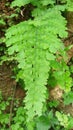 Close capture of  Bracken fern plant with its leaves Royalty Free Stock Photo