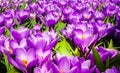 Flowered background of purple tulips Royalty Free Stock Photo