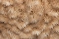 close capture of a rabbits fur for a soft, fluffy texture