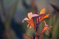 Strelitzia reginae flower closeup