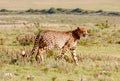 Cheetah 2, South Africa