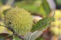 Close on chestnut among foliage of the tree