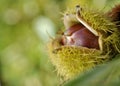 Closeup on chestnut in shell