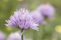 Close of chives flavoring flowers