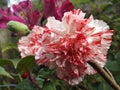 The close click of a beautifull flower carnation