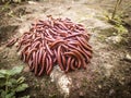 Swarms of Millipedes insect on ground Royalty Free Stock Photo