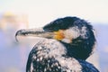 Close closeup of birds