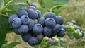 Close of a cluster of ripe blueberries near bellingham wa