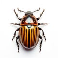 A close Colorado bug represents a unique opportunity to explore the intricate world of native insects Royalty Free Stock Photo